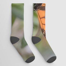 monarch Socks