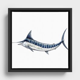 Blue Marlin (Makaira nigricans) Framed Canvas