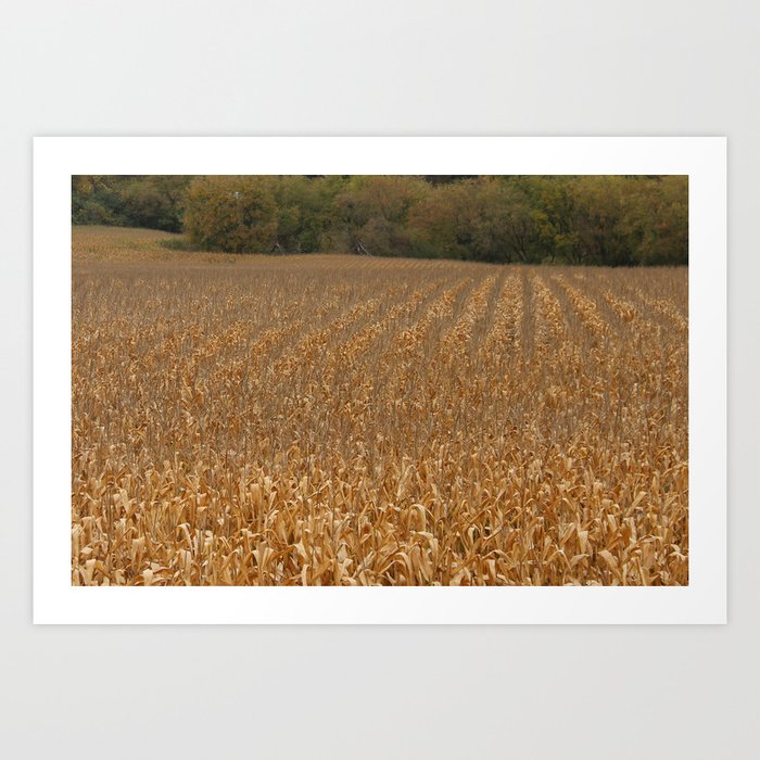 Golden Rows of Corn Art Print