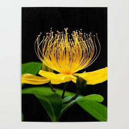 Yellow Blossom Poster