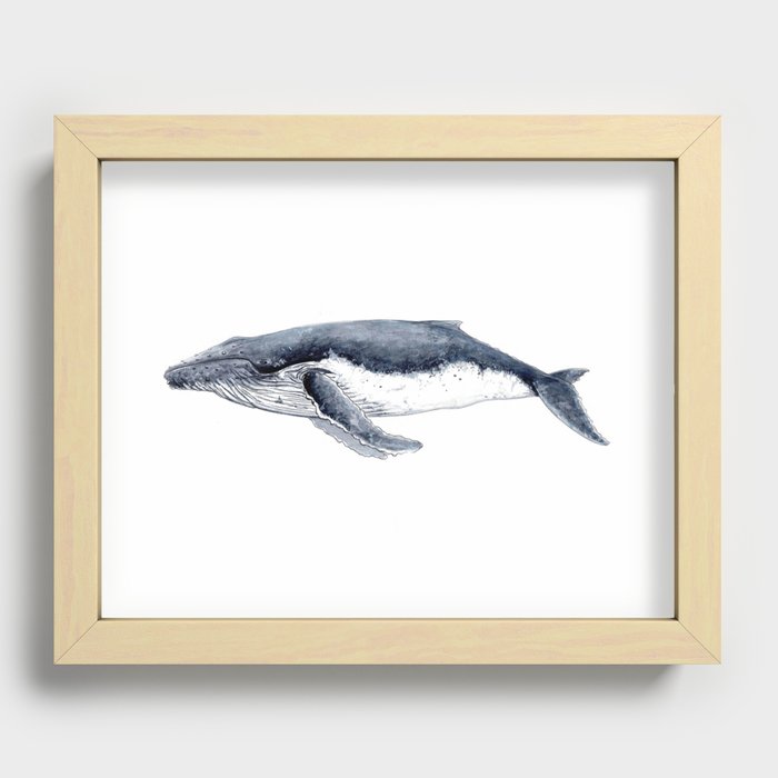 Humpback whale (Megaptera novaeangliae) Recessed Framed Print