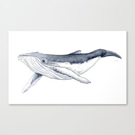 Baby humpback whale (Megaptera novaeangliae) Canvas Print