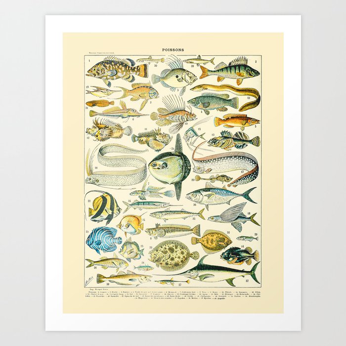 Fishing Art, Sea Life Wall Art, Beach Painting, Sea Decor, Sea Creature Wall  Art - Vintage Fish Art Print by Public Artography