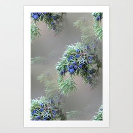 Juniper berries (seed cones) Art Print