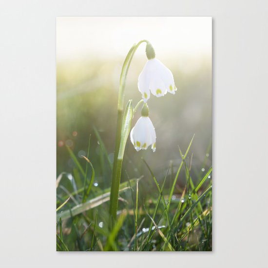 Shining - spring snowflake in sunlight - Flowers on #Society6 Canvas Print