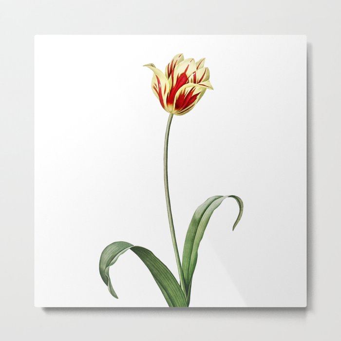 Vintage Didier's Tulip Botanical Illustration on Pure White Metal Print