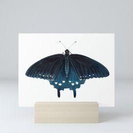 Pipevine Swallowtail (Battus philenor) Mini Art Print