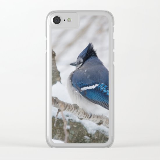 Winter's Cold (American Blue Jay) Clear iPhone Case