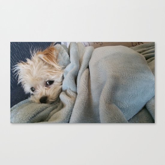 Don't Bother Me Canvas Print