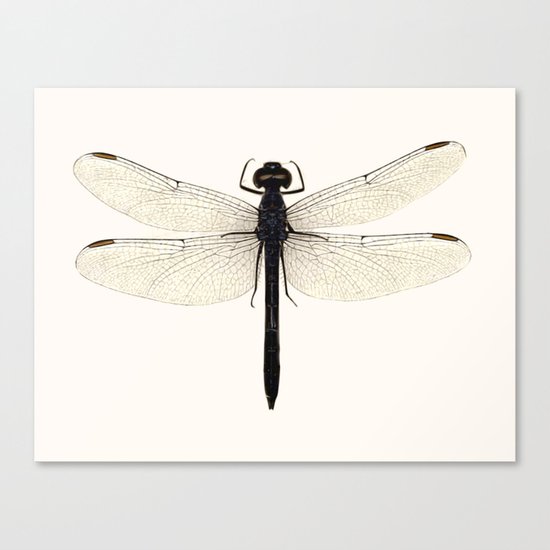 dragonfly #5 Canvas Print