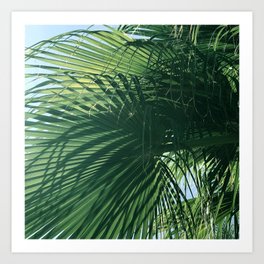 Exquisite Tropical Palm Leaves In Regal Display Art Print