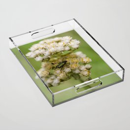Flower and Beetle Acrylic Tray