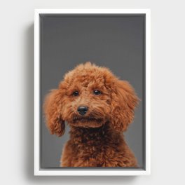 Cute Miniature Poodle Peach Fur Against 21 Framed Canvas
