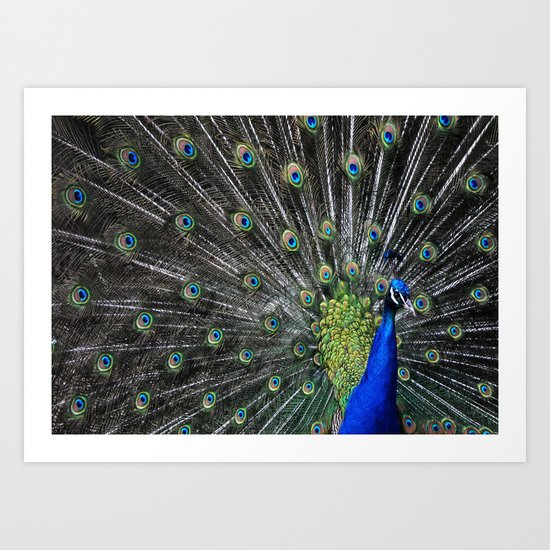 Peacock Art Print