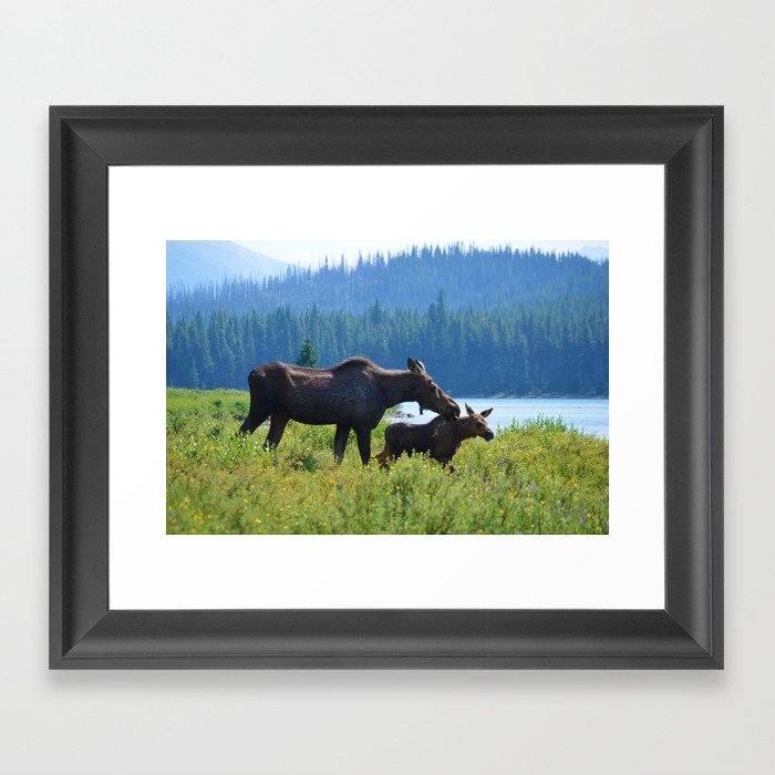Mother moose & calf at Maligne Lake in Jasper National Park Framed Art Print