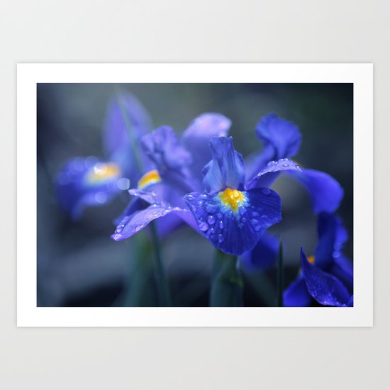 Iris Art Print