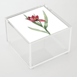 Vintage Tulipa Oculus Colis Botanical Illustration on Pure White Acrylic Box