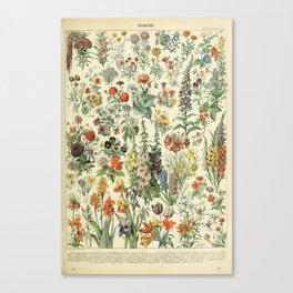 Adolphe Millot Vintage Fleurs Flower 1909 Leinwanddruck