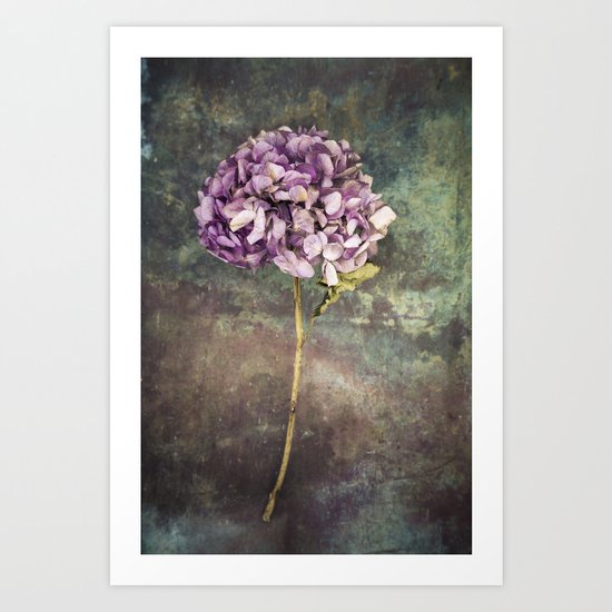 Beautiful Hydrangea Art Print