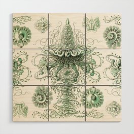 Ernst Haeckel - Kunstformen der Natur (1904) Siphonophora Jellyfish Colony Wood Wall Art