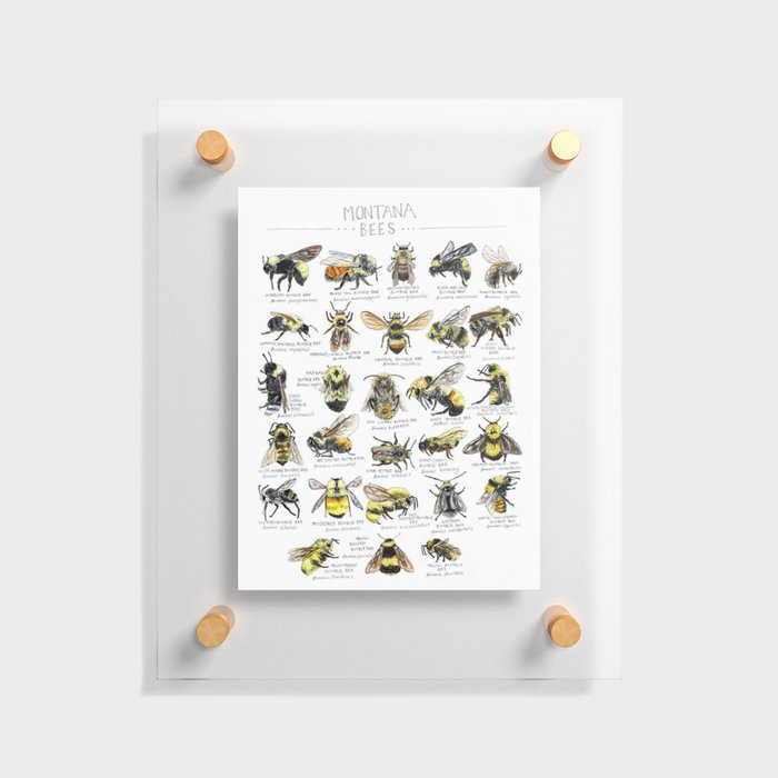 Montana Bee Chart Floating Acrylic Print