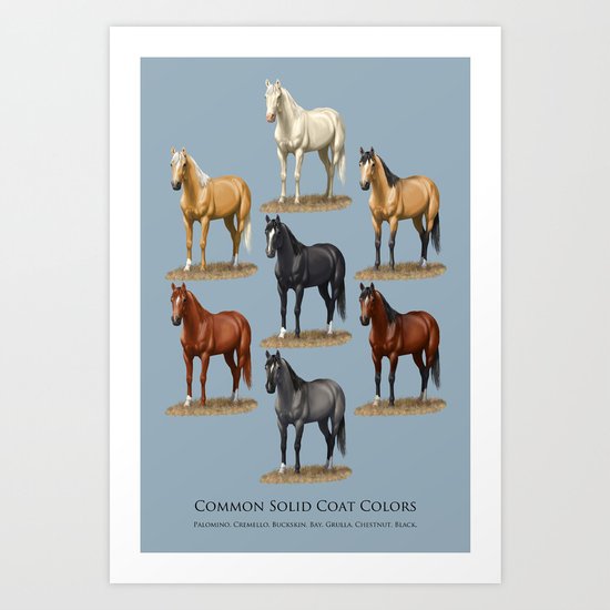 Horse Common Solid Coat Colors Chart Art Print