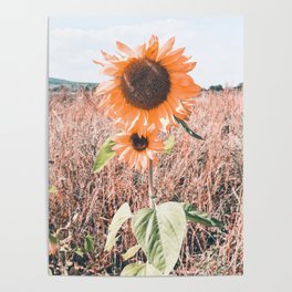 VIntage sunflower field Poster