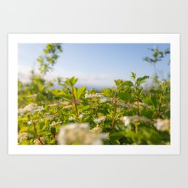 Wild flowers | Colorful art print | Nature photography Art Print | Blue, Color, Summer, Green, Film, Yellow, Digital, White, Wild, Field 
