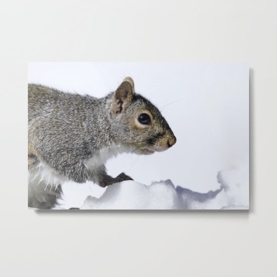 Snow Squirrel Metal Print