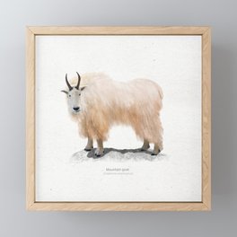 Mountain goat art print Framed Mini Art Print