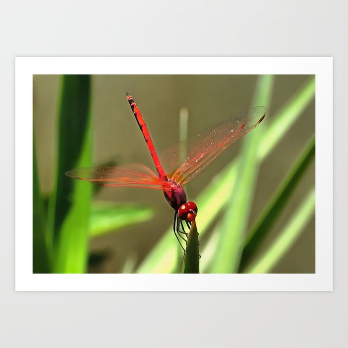 Beautiful Firecracker Dragonfly Art Print