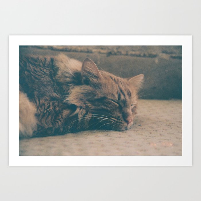 Sleepy Cat  Art Print