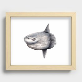 Ocean Sunfish (Mola mola) Recessed Framed Print