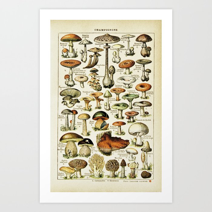 Vintage French Mushrooms Art Print