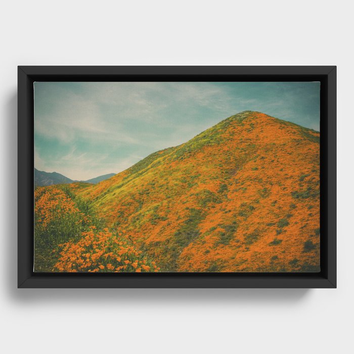 California Poppies 025 Framed Canvas
