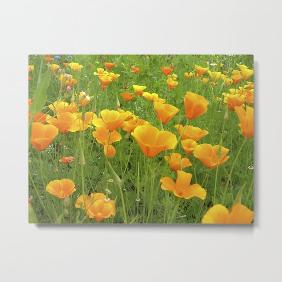 california poppy VI Metal Print