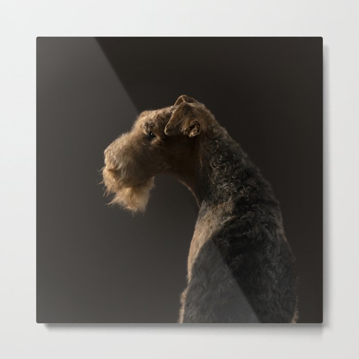 Airedale Terrier dog Metal Print