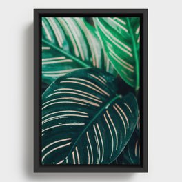 Calathea Leaves botanical houseplant leaf photography plant photo Framed Canvas