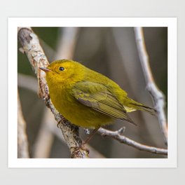 Golden Warbler Art Print