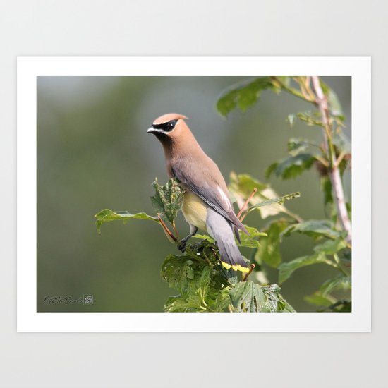 Cedar Waxwing Art Print
