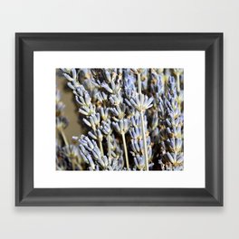 Sweet Lavender Bunch Framed Art Print