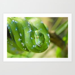 Green snake Art Print | Boa, Scales, Wildlife, Emerald, Snake, Coldblooded, Animal, Constrictor, Tree, Python 