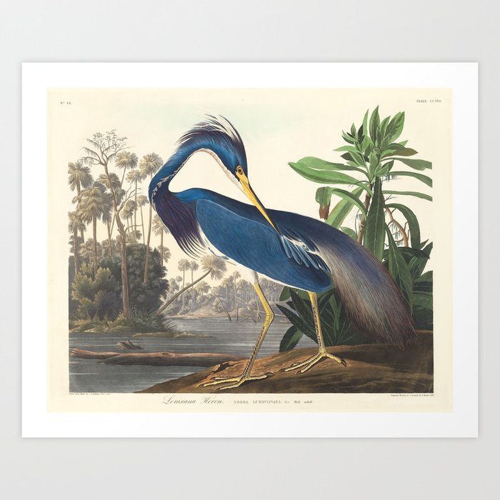Louisiana Heron, Robert Havell after John James Audubon Art Print