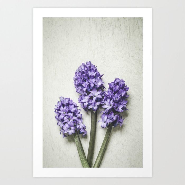 Three Lilac Hyacinth Art Print