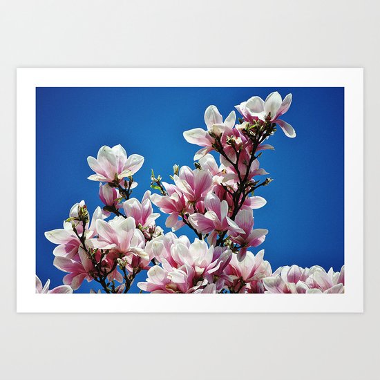 Magnolienblüten Art Print