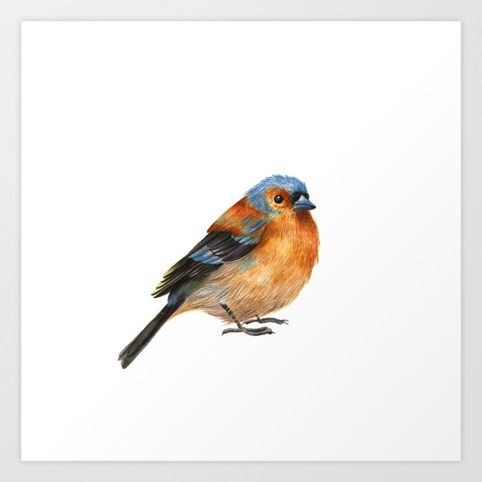 Common Chaffinch Art Print