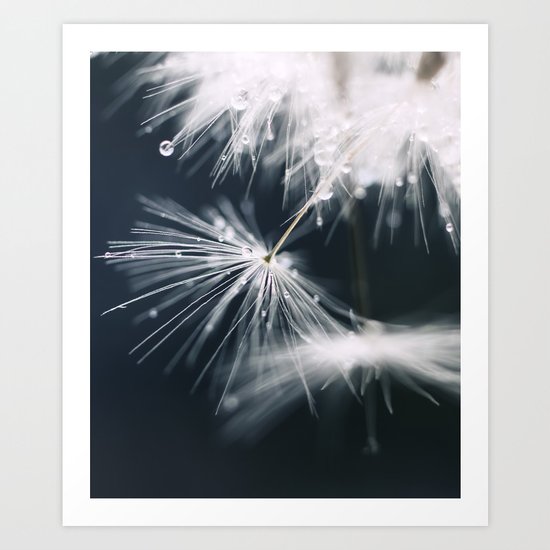 dandelion white Art Print