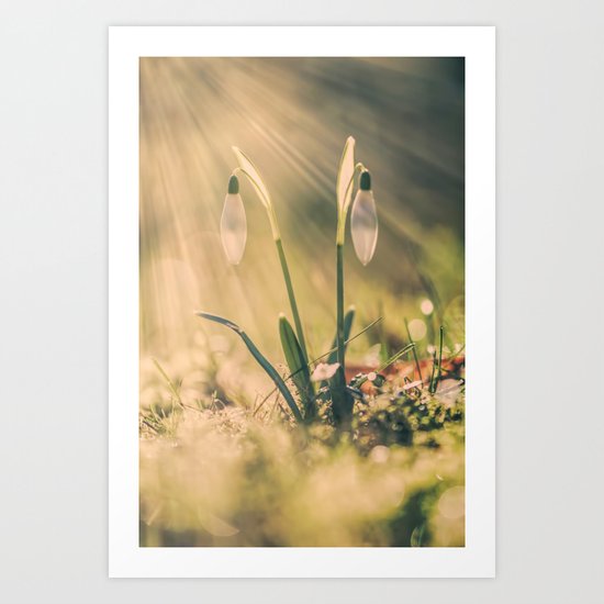 Shining snowdrop - Flower Sun Light Spring Art Print