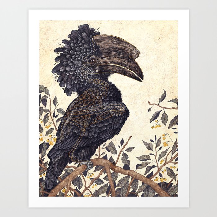 Silvery Cheeked Hornbill Art Print