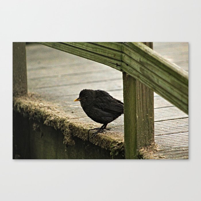 Blackbird Bird Standing on Wooden Pier Canvas Print
